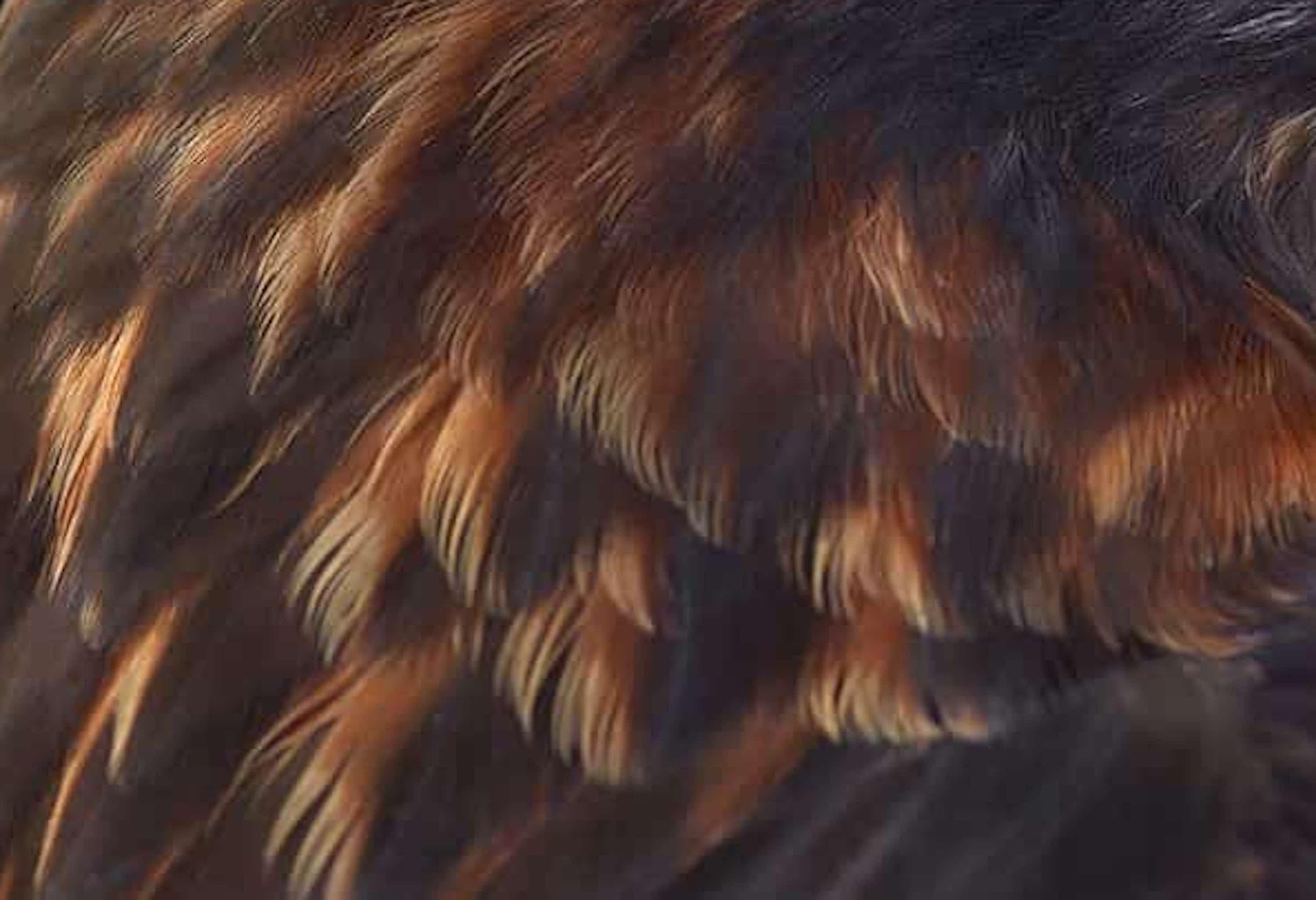 Red Tailed Hawk #4 von Brad Wilson – Tierporträtfotografie, Wildvogel im Angebot 4