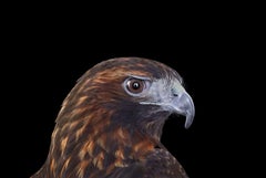 Hawk à queue rouge #4 de Brad Wilson - photographie de portrait d'animal, oiseau sauvage