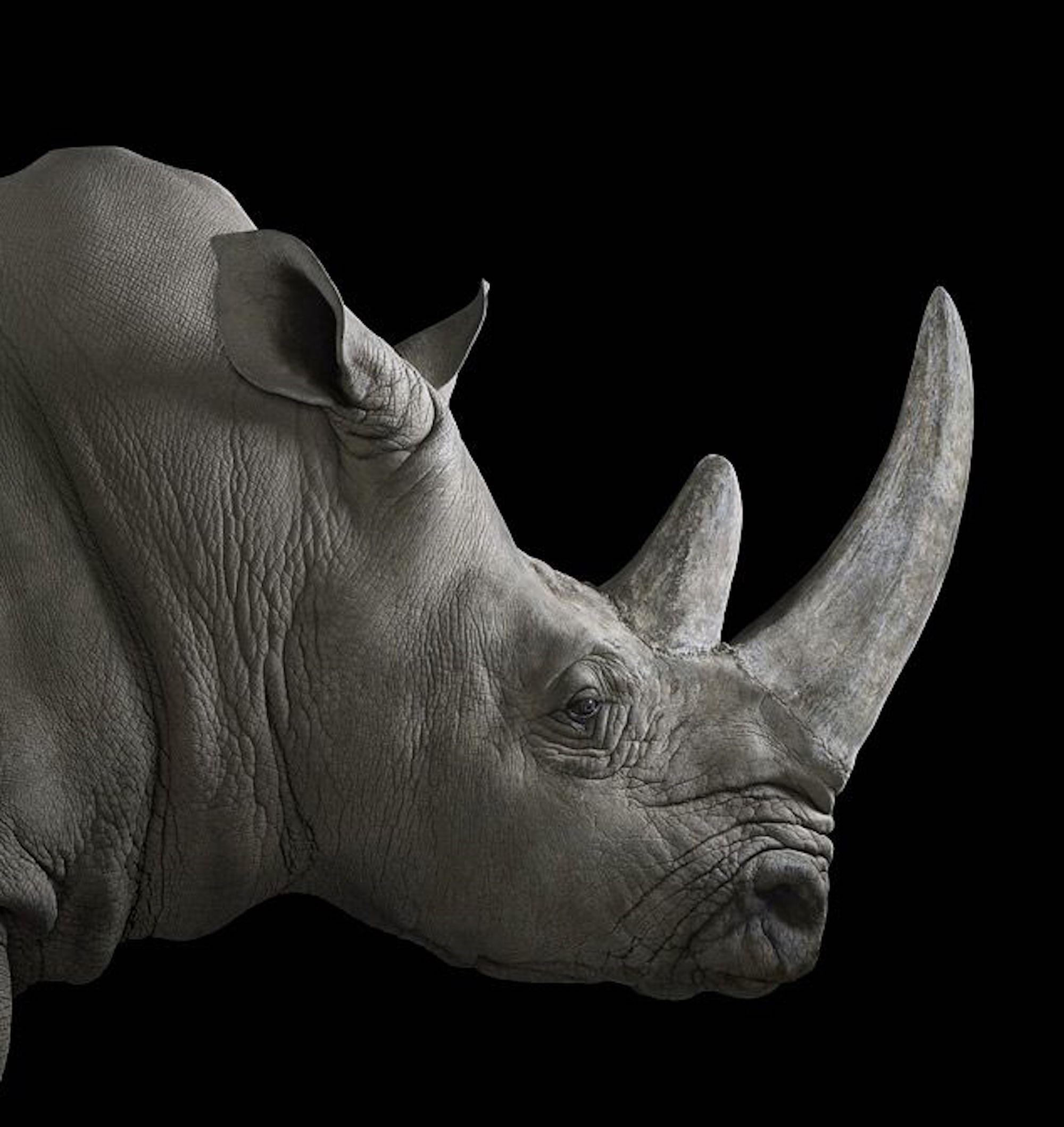 Rhinoceros #2 von Brad Wilson – Tierporträtfotografie im Angebot 2