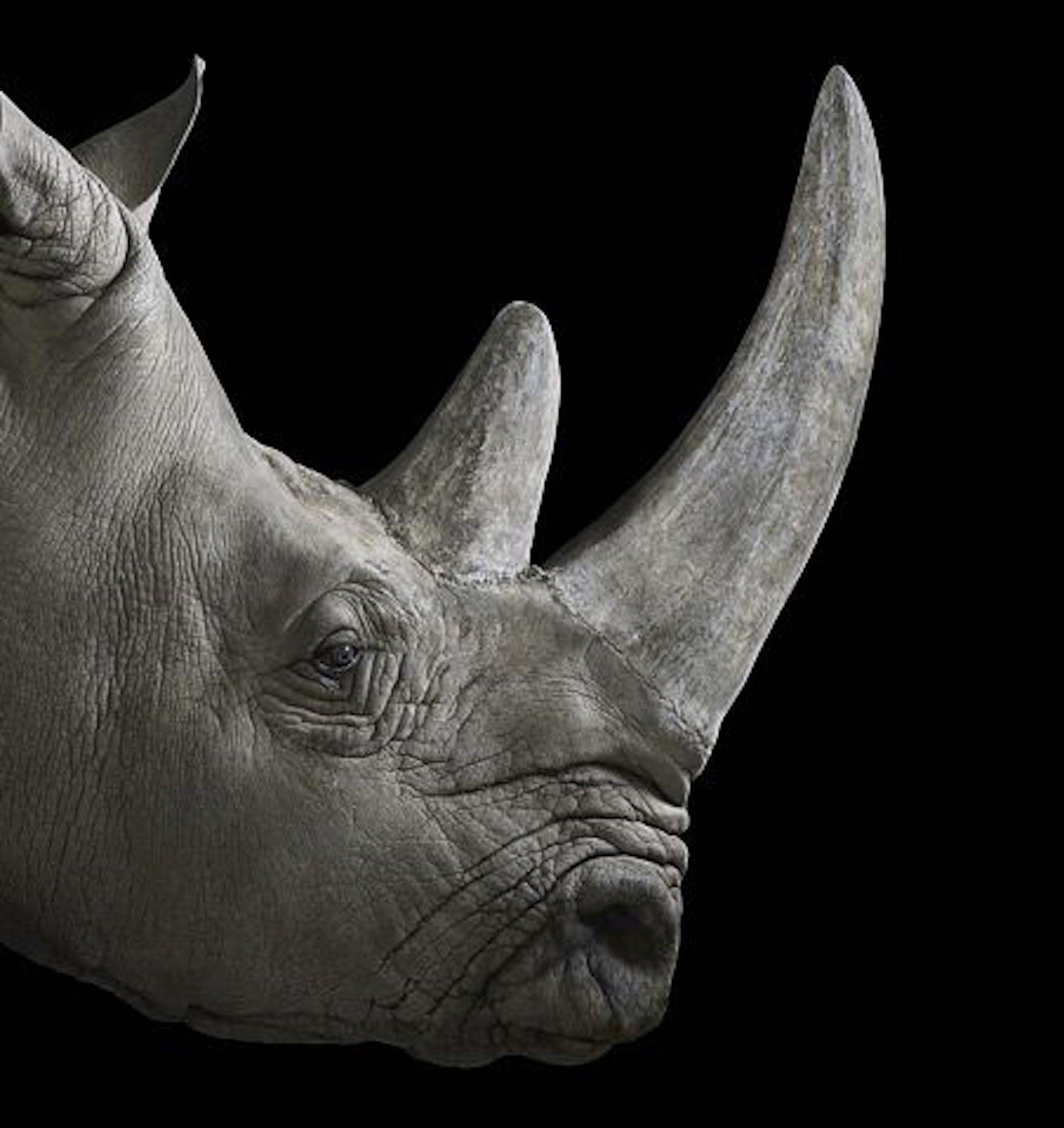 Rhinoceros #2 von Brad Wilson – Tierporträtfotografie im Angebot 3