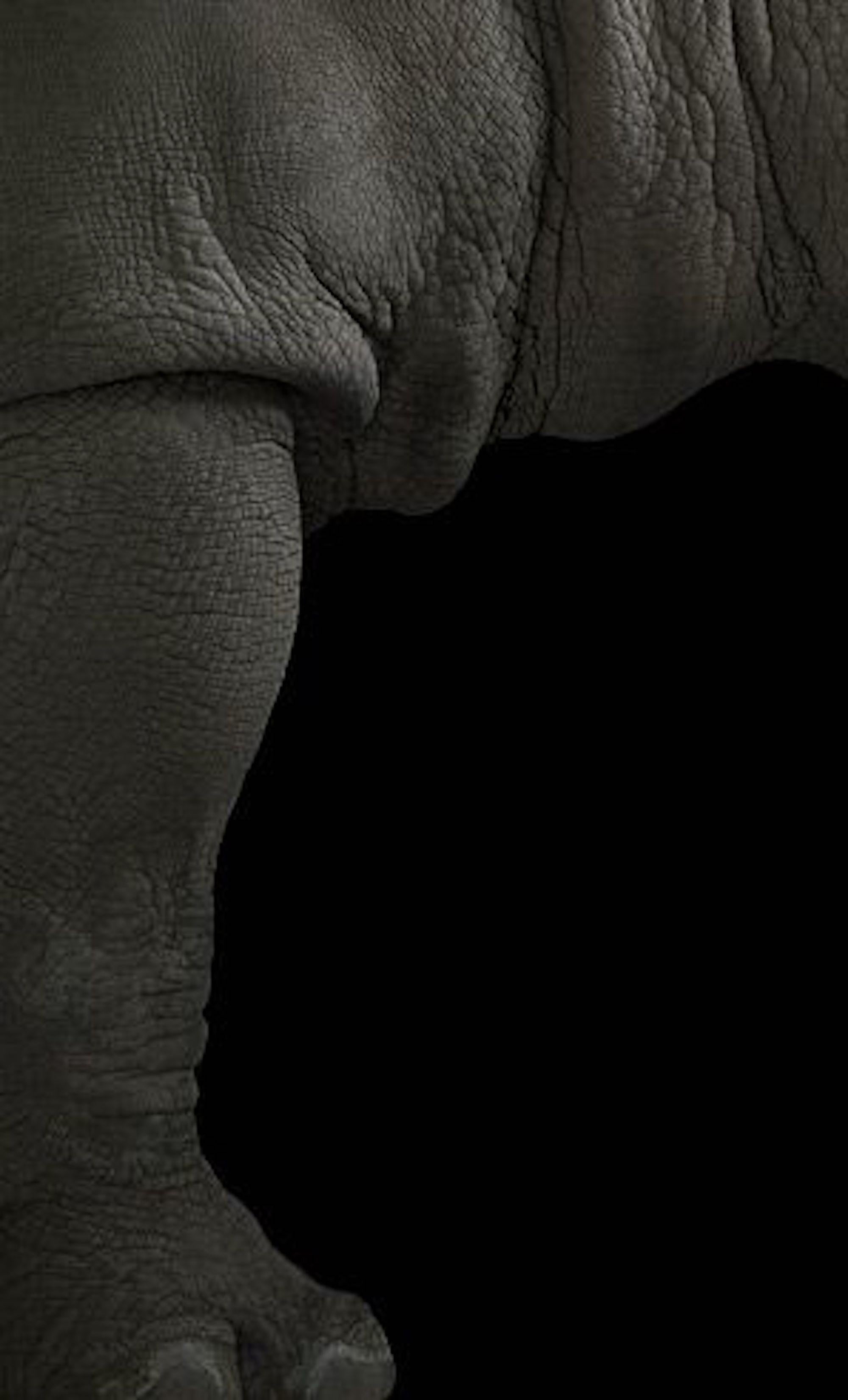 Rhinoceros #2 von Brad Wilson – Tierporträtfotografie im Angebot 4