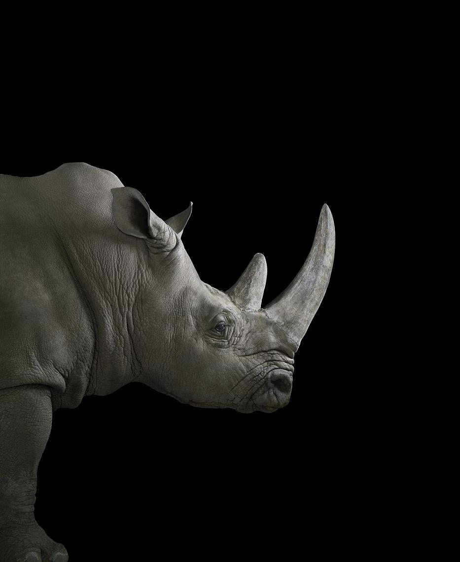Rhinoceros #2, Albuquerque, NM, 2013" ist eine limitierte Auflage eines Fotos des zeitgenössischen Künstlers Brad Wilson aus der Serie "Affinity", die Studioporträts von Wildtieren zeigt. 

Dieses Foto wird nur als ungerahmter Abzug verkauft. Es ist