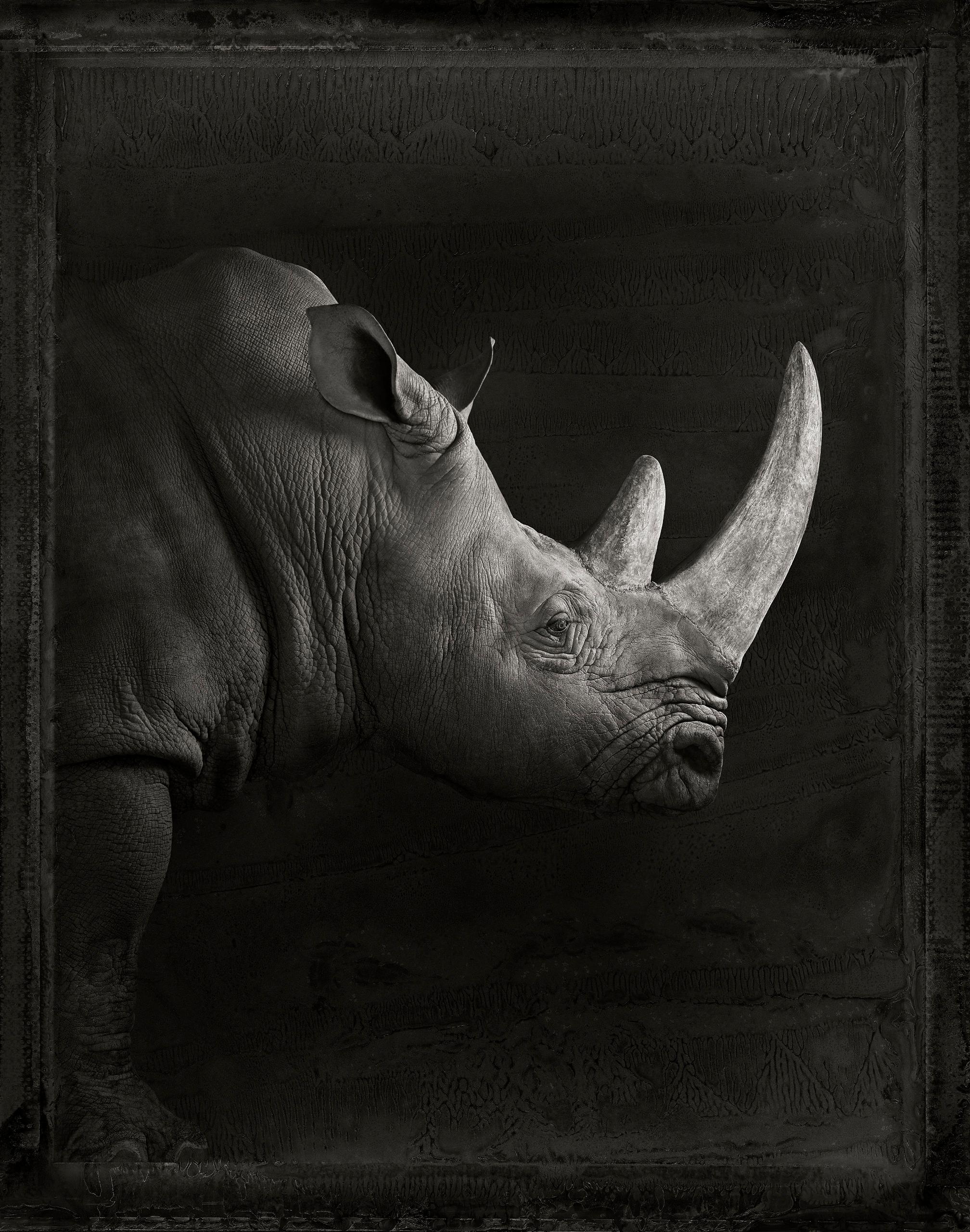 "Rhinoceros" is a signed photograph

For millions of years, early humans evolved alongside all other wildlife in a completely analog world, sharing the same natural environments in very similar ways. Although our paths diverged markedly around