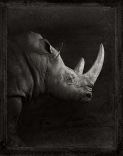 Rhinoceros, photograph by Brad Wilson, limited edition, signed and numbered 
