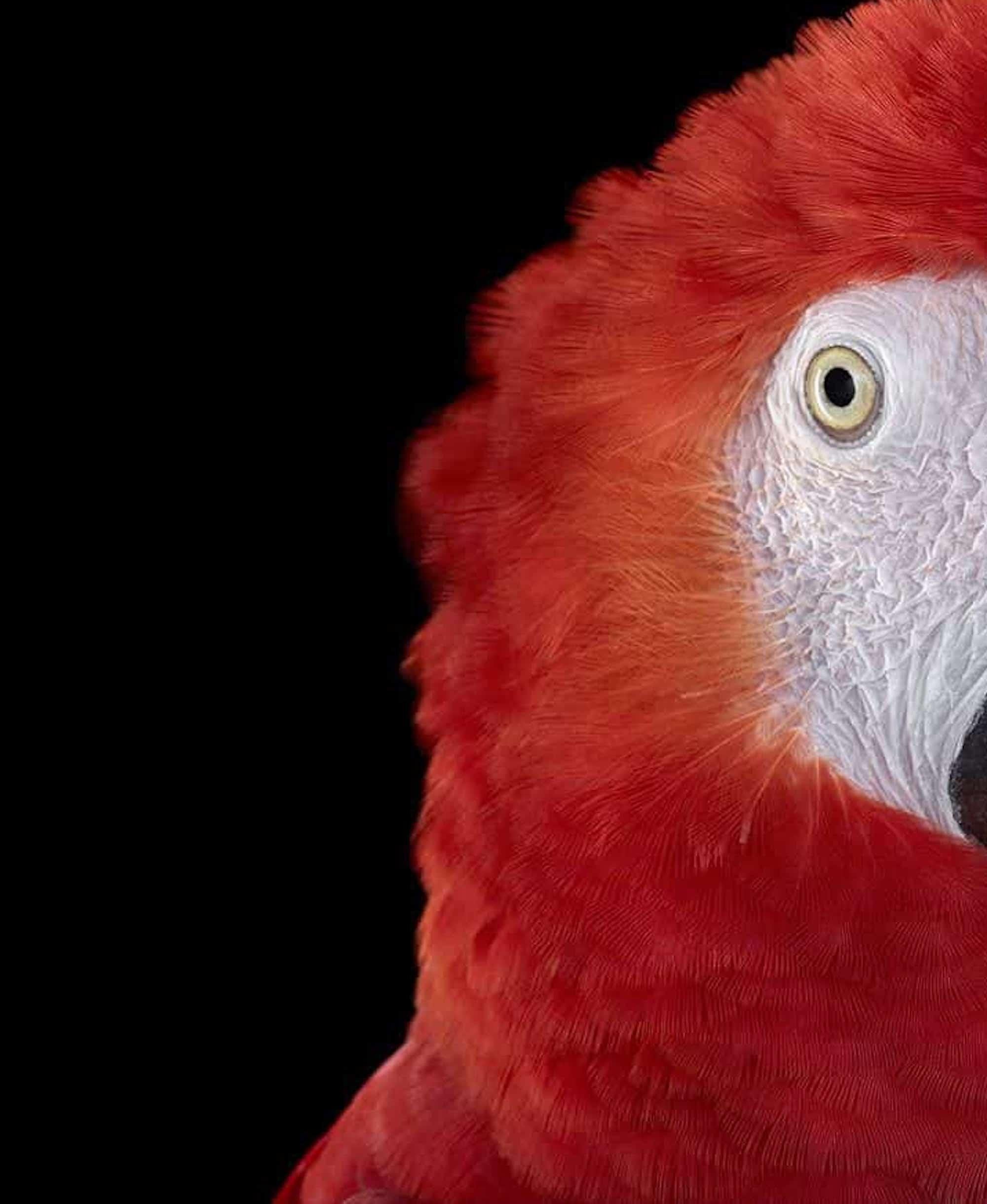 Scarlet Macaw #1 von Brad Wilson – Tierporträtfotografie, Wild Vogel im Angebot 2