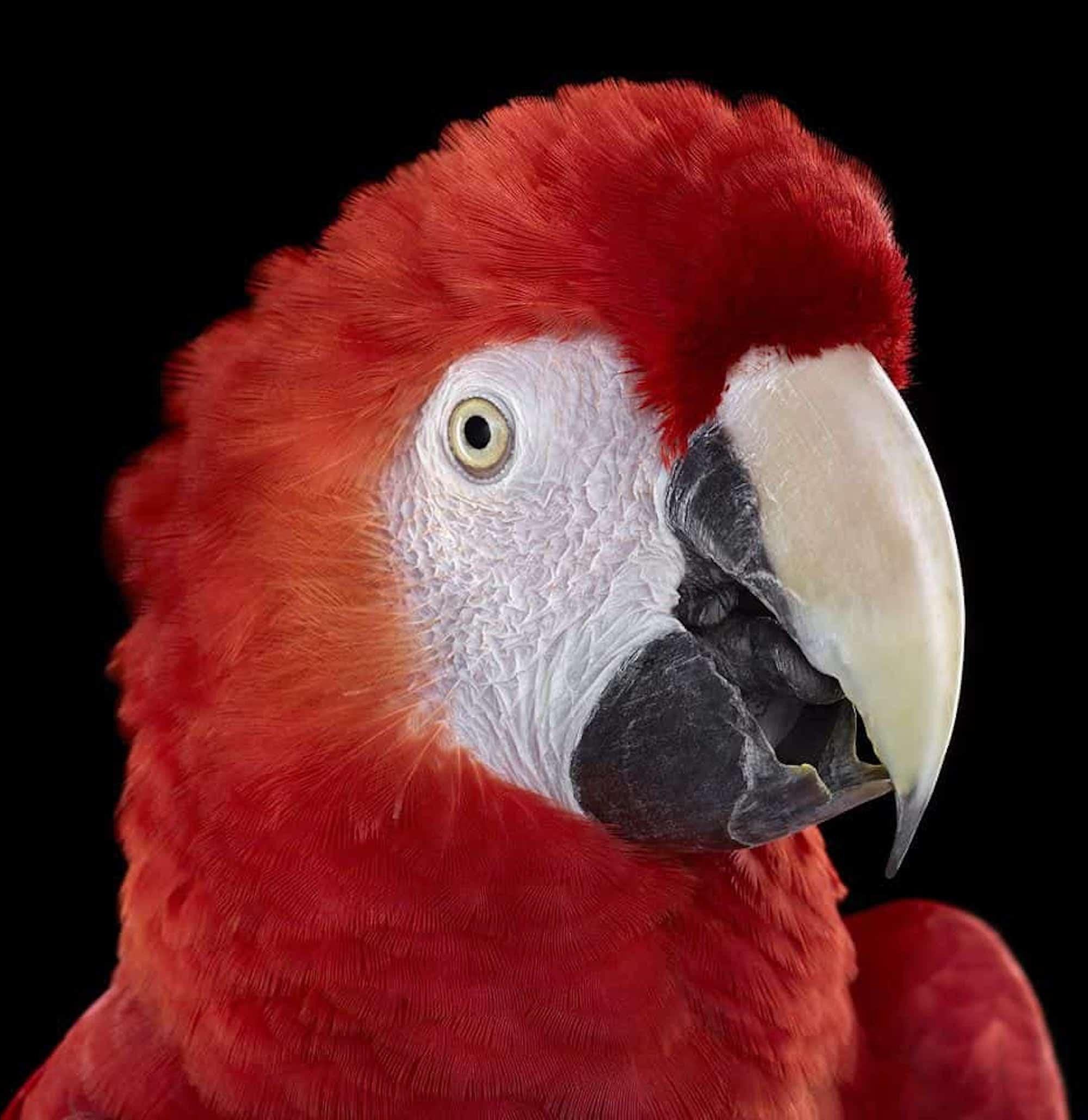 Guacamayo escarlata #1 de Brad Wilson - Fotografía de retratos de animales, aves silvestres en venta 3