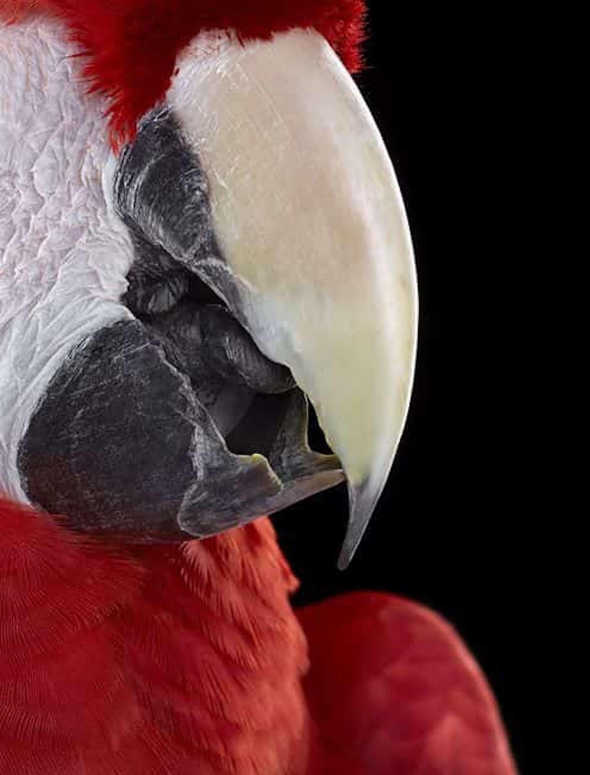 Scarlet Macaw #1 von Brad Wilson – Tierporträtfotografie, Wild Vogel im Angebot 4