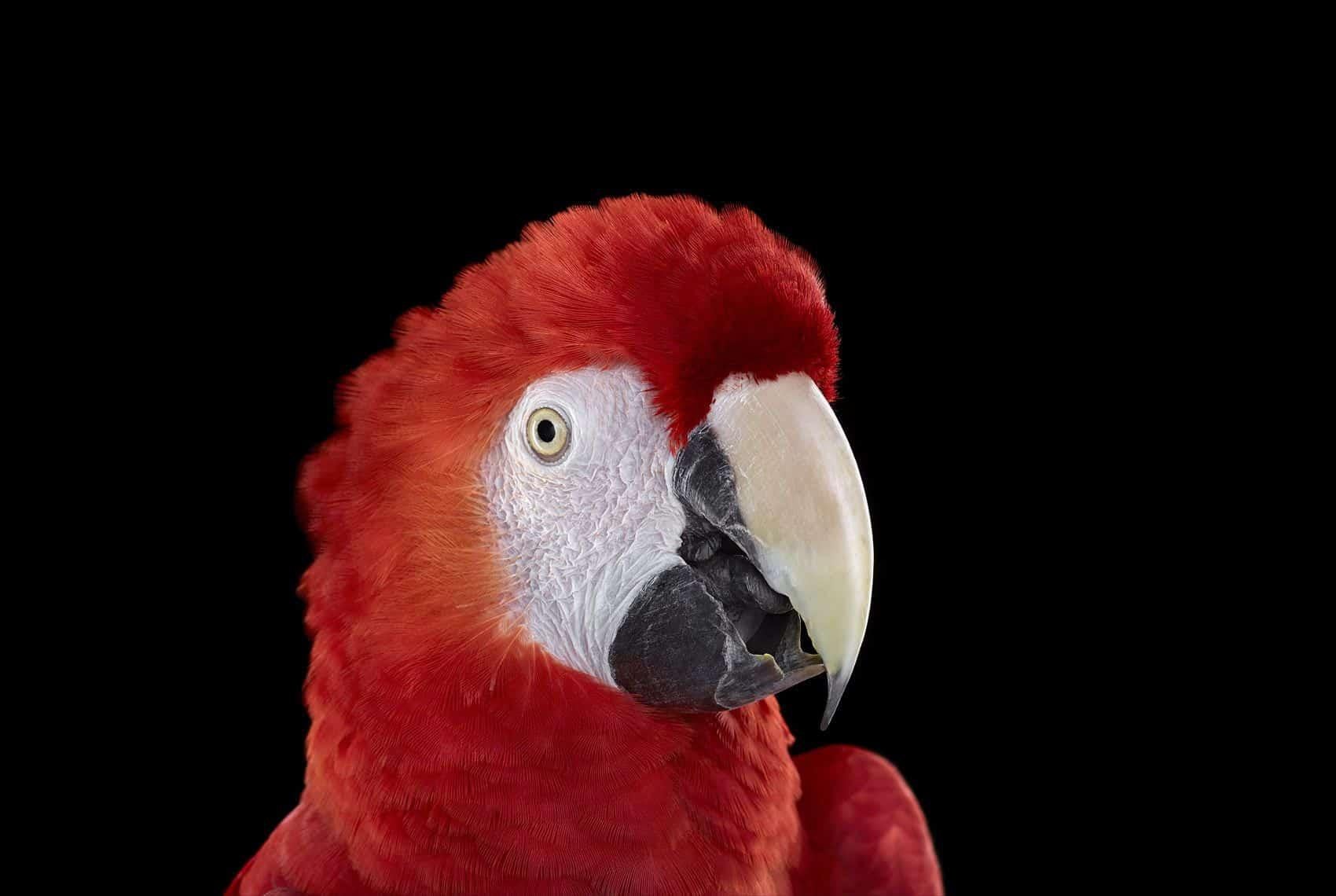 Die Fotografie "Scarlet Macaw #1, Albuquerque, NM, 2016" ist eine limitierte Auflage des zeitgenössischen Künstlers Brad Wilson aus der Serie "Affinity", die Studio-Porträts von Wildtieren zeigt. 

Dieses Foto wird nur als ungerahmter Abzug