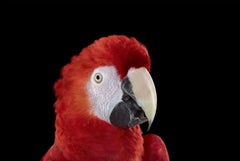 Scarlet Macaw #1 by Brad Wilson - Animal portrait photography, wild bird