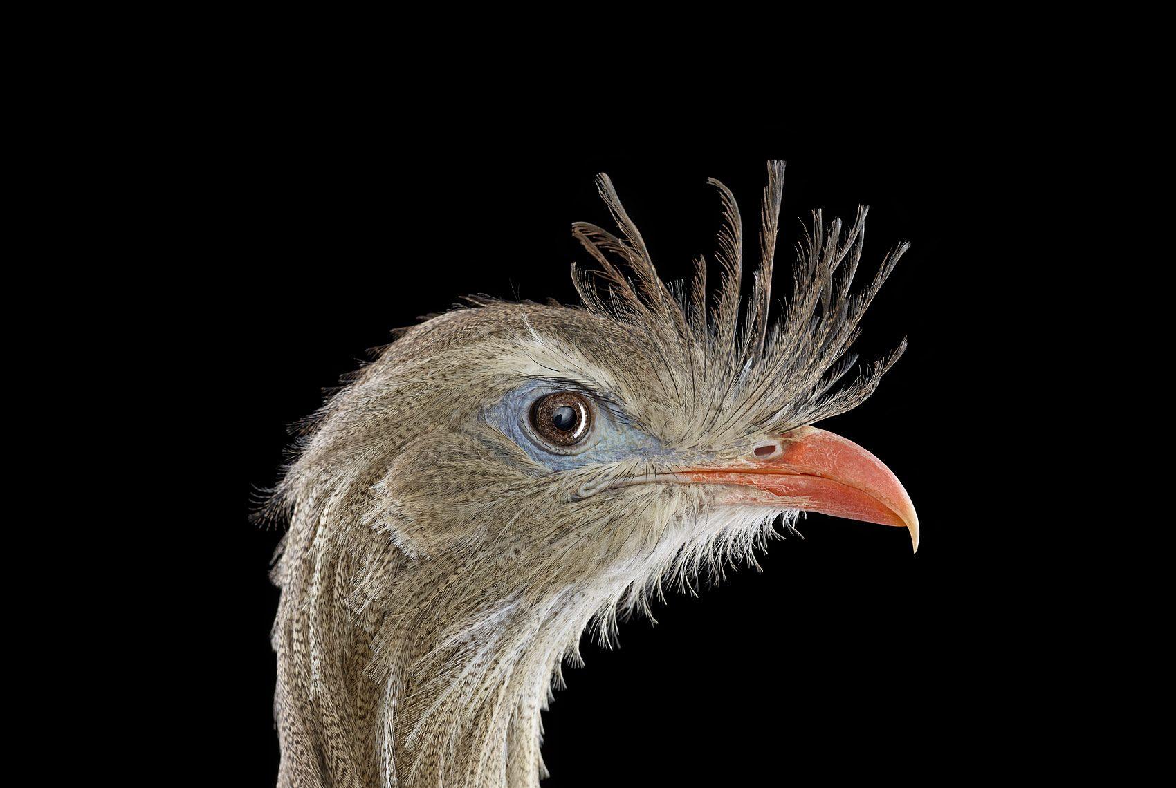 
Seriema #1, Albuquerque, NM, 2013
 is a limited-edition photograph by contemporary artist Brad Wilson from the ‘Affinity’ series which features studio portraits of wild animals. 

This photograph is sold unframed as a print only. It is available in