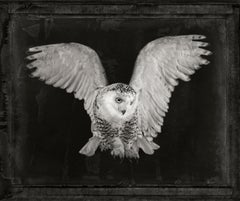 Snowy Owl, photograph by Brad Wilson, limited edition, signed and numbered 