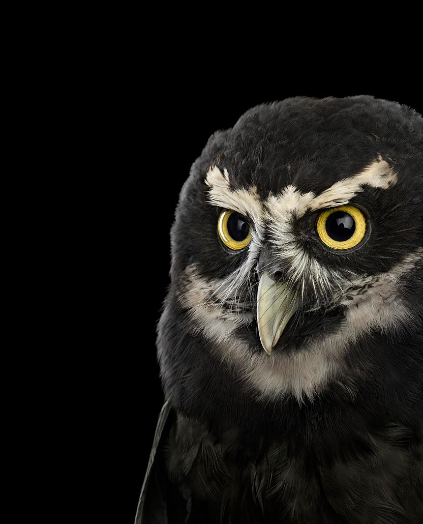 Brad Wilson Color Photograph - Spectacled Owl#2, St. Louis, MO, 2012, color photograph, signed and numbered 