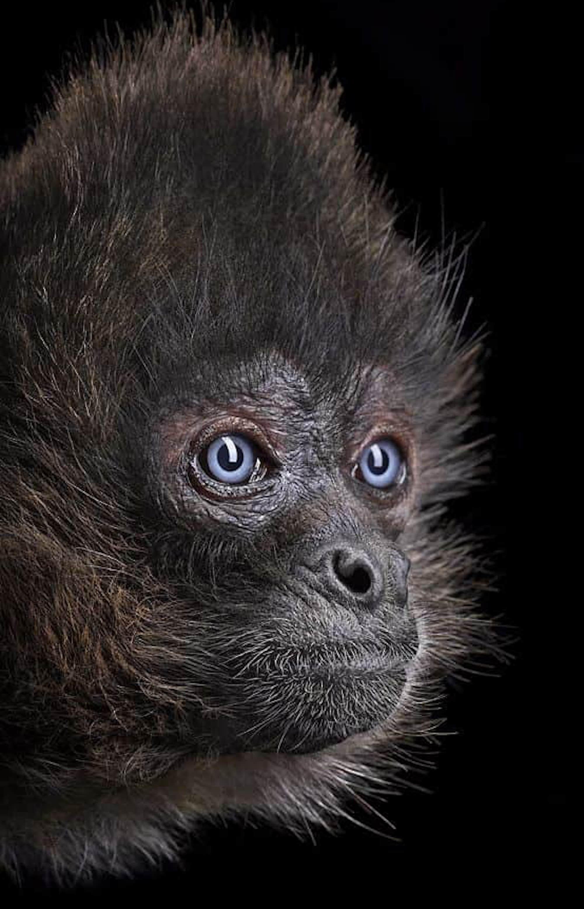 Spider Monkey #3 von Brad Wilson – Tierporträtfotografie im Angebot 4
