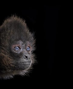 Spider Monkey #3 by Brad Wilson - Animal portrait photography