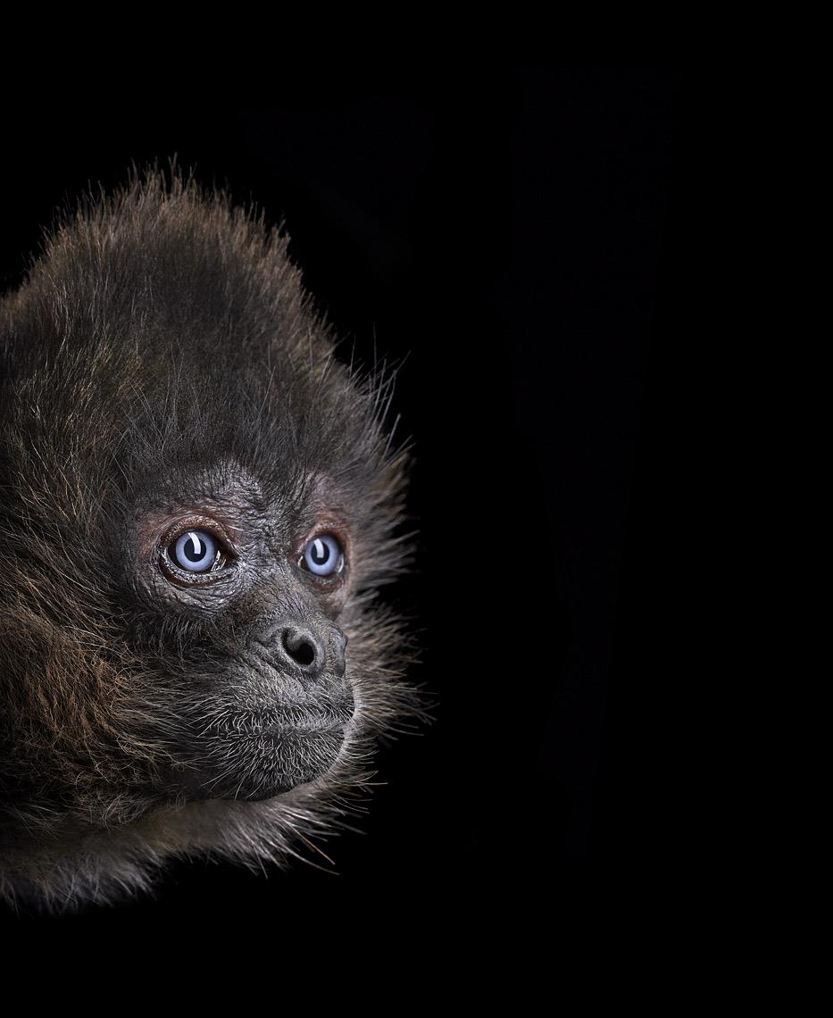 
Spider Monkey #3, Los Angeles, CA, 2011
 is a limited-edition photograph by contemporary artist Brad Wilson from the ‘Affinity’ series which features studio portraits of wild animals. 

This photograph is sold unframed as a print only. It is