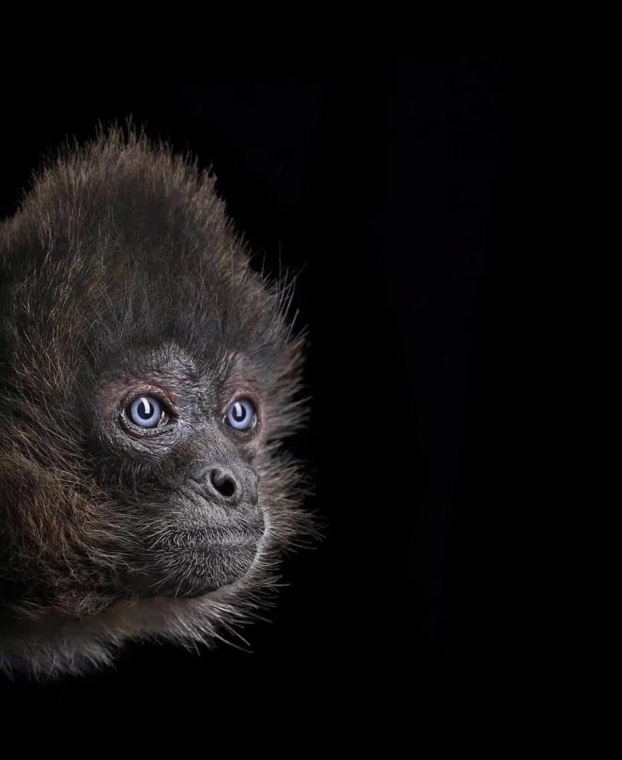 Scimmia ragno #3 di Brad Wilson - Ritratti di animali