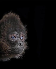 Scimmia ragno #3 di Brad Wilson - Ritratti di animali