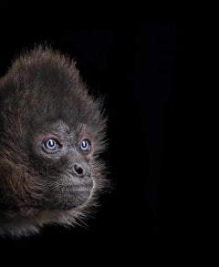 Spider Monkey #3 by Brad Wilson - Animal portrait photography
