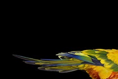 Sun Conure #1 by Brad Wilson - Animal portrait photography, wild bird