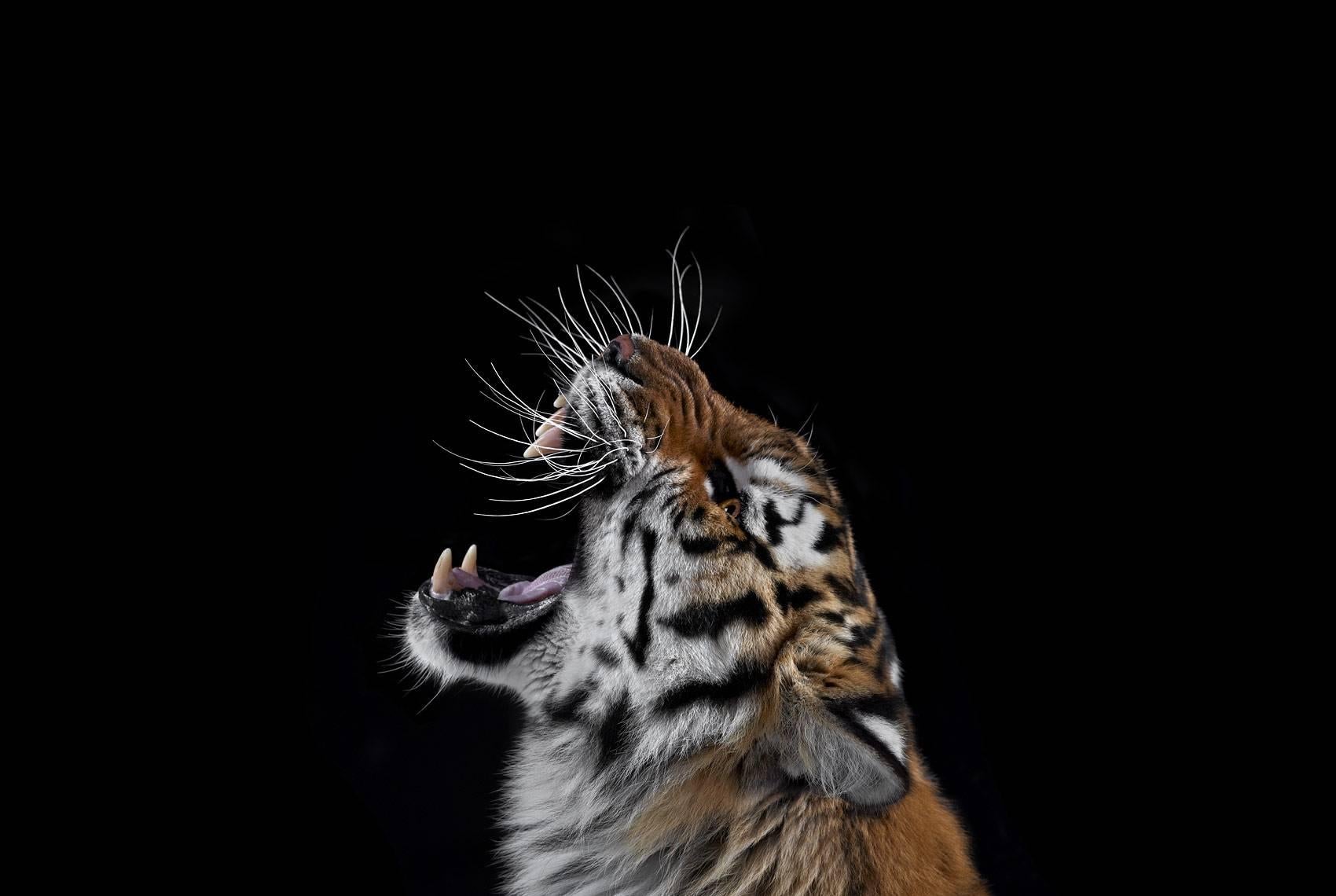 'Tiger #3, Los Angeles, CA, 2010' is a limited-edition photograph by contemporary artist Brad Wilson from the ‘Affinity’ series which features studio portraits of wild animals. 

This photograph is sold unframed as a print only. It is available in 4