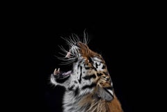 Tigre n°3 de Brad Wilson - Photographie de portrait d'animaux, chat sauvage