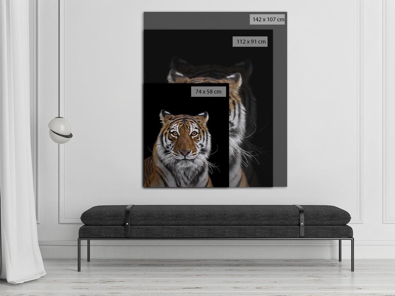 Tiger #7 by Brad Wilson - Animal portrait photography, wild cat For Sale 1