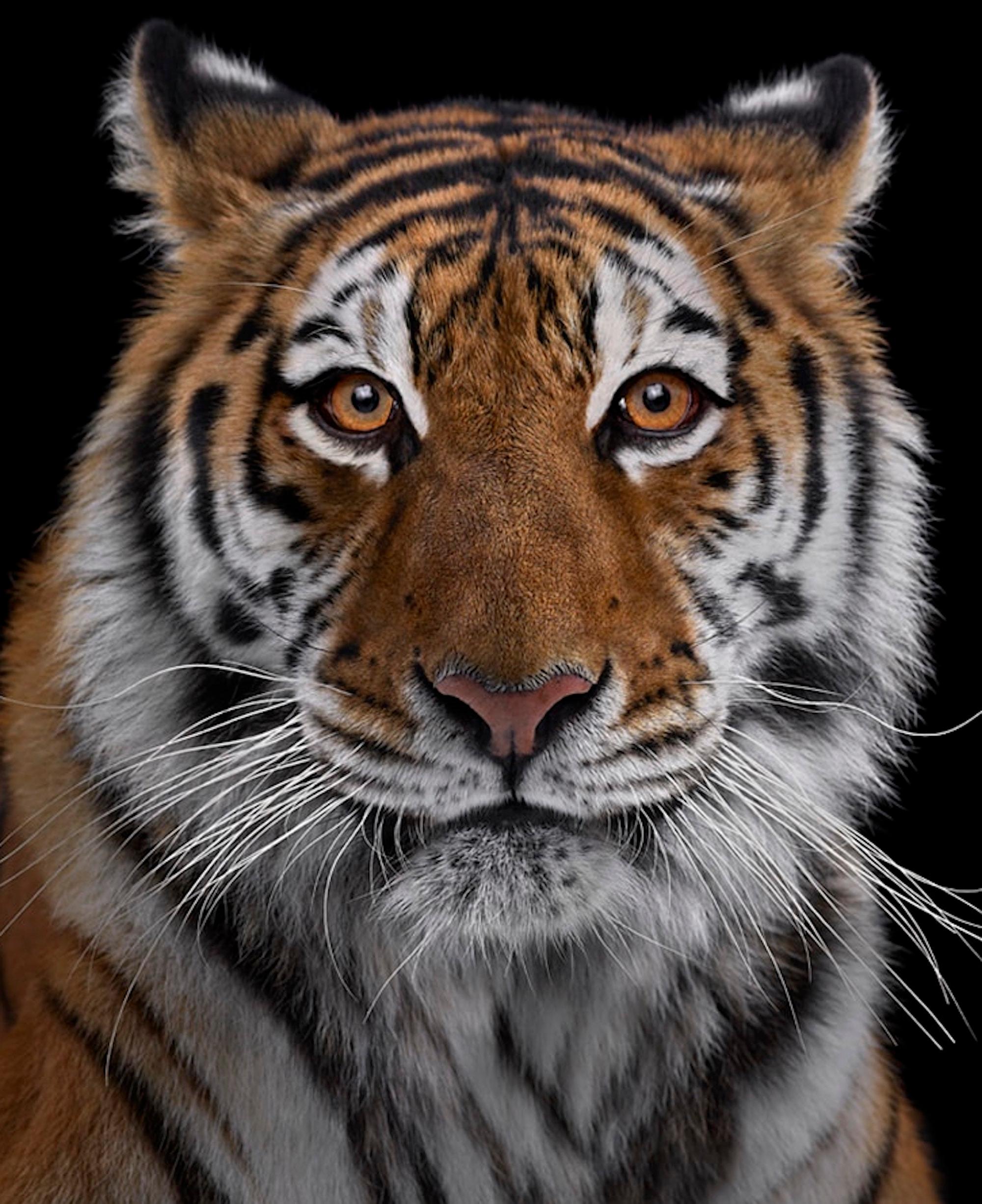 Tiger #7 by Brad Wilson - Animal portrait photography, wild cat For Sale 2