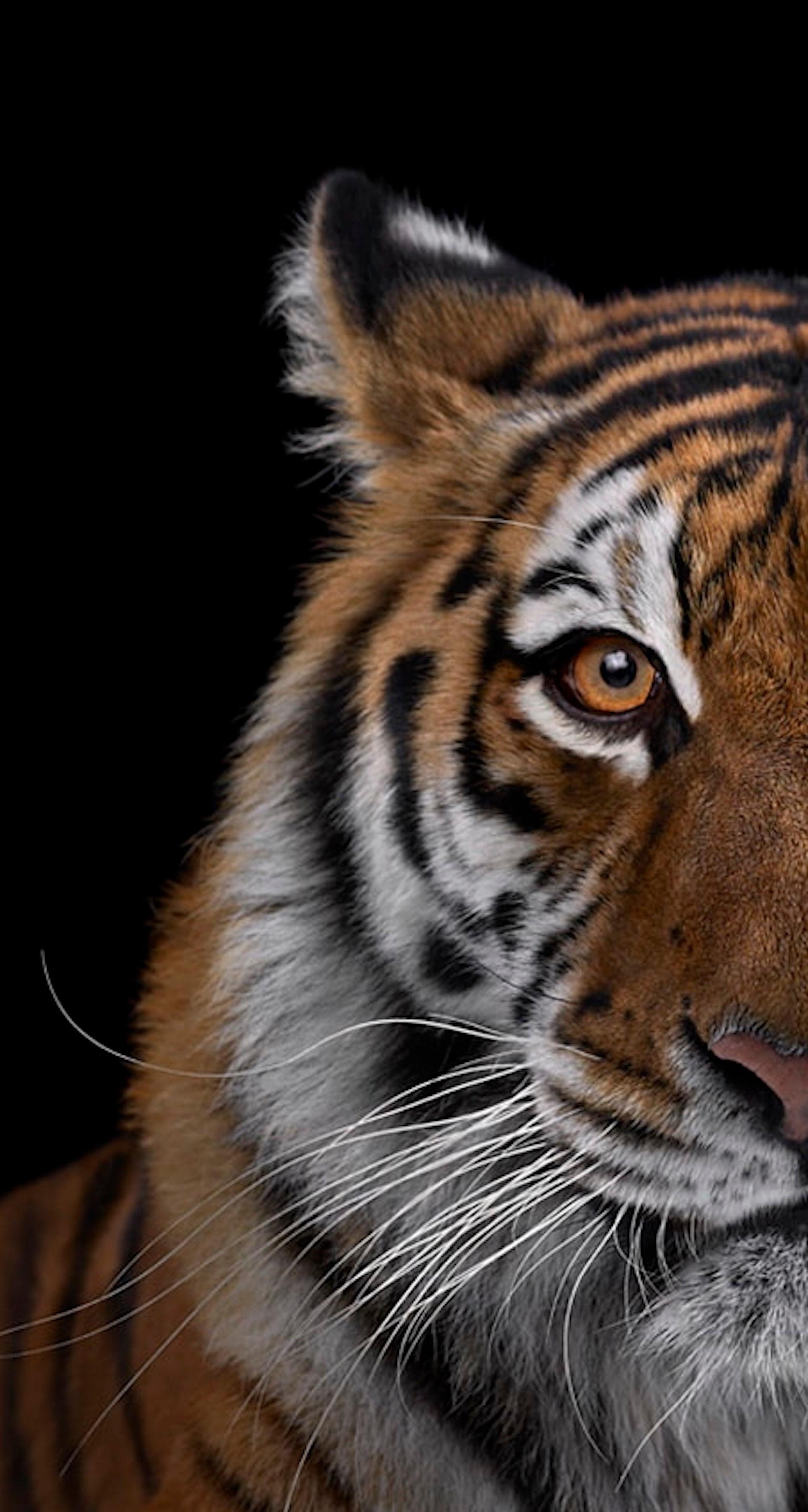 Tiger #7 by Brad Wilson - Animal portrait photography, wild cat For Sale 3