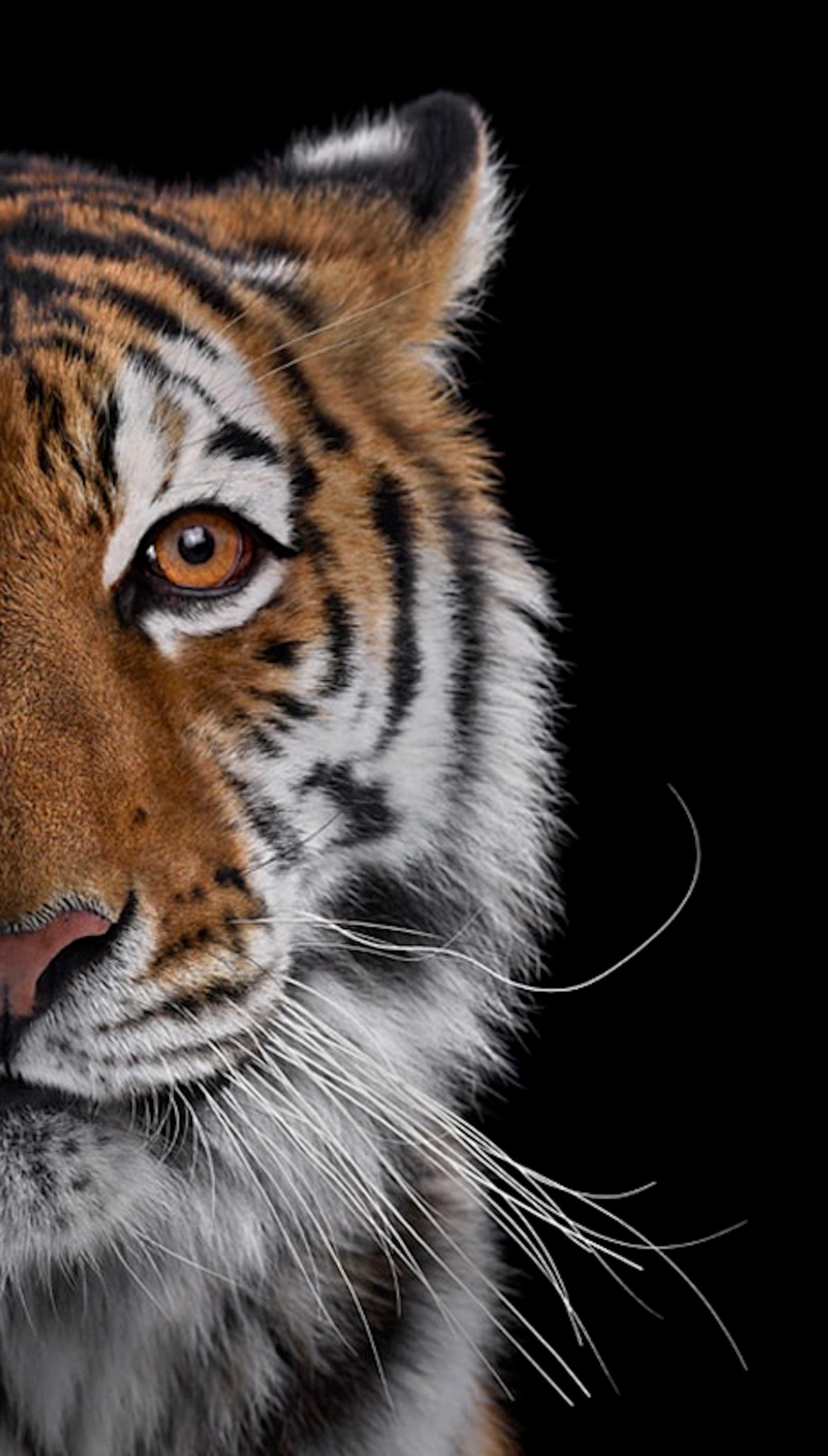 Tiger #7 by Brad Wilson - Animal portrait photography, wild cat For Sale 4