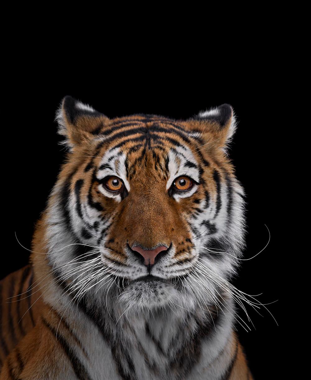 'Tiger #7, Los Angeles, CA, 2016' is a limited-edition photograph by contemporary artist Brad Wilson from the ‘Affinity’ series which features studio portraits of wild animals. 

This photograph is sold unframed as a print only. It is available in 4