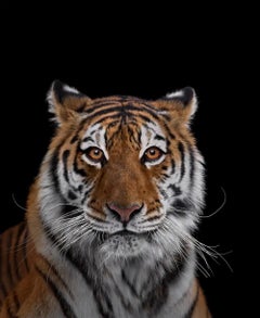 Tiger #7 von Brad Wilson – Tierporträtfotografie, Wildkatze