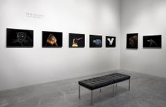 Tiger #9, Los Angeles, CA, 2016, fotografia a colori, firmata e numerata