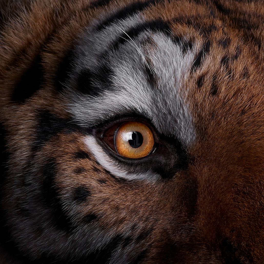 Tiger n°9, Los Angeles, CA, 2016, photographie couleur, signée et numérotée 