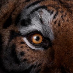 Tiger #9, Los Angeles, CA, 2016, color photograph, signed and numbered
