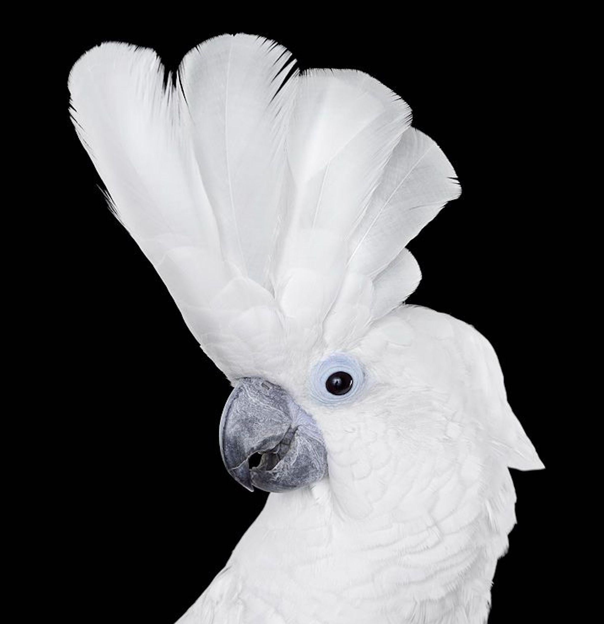 White Cockatoo #1 by Brad Wilson - Animal portrait photography, white bird For Sale 2