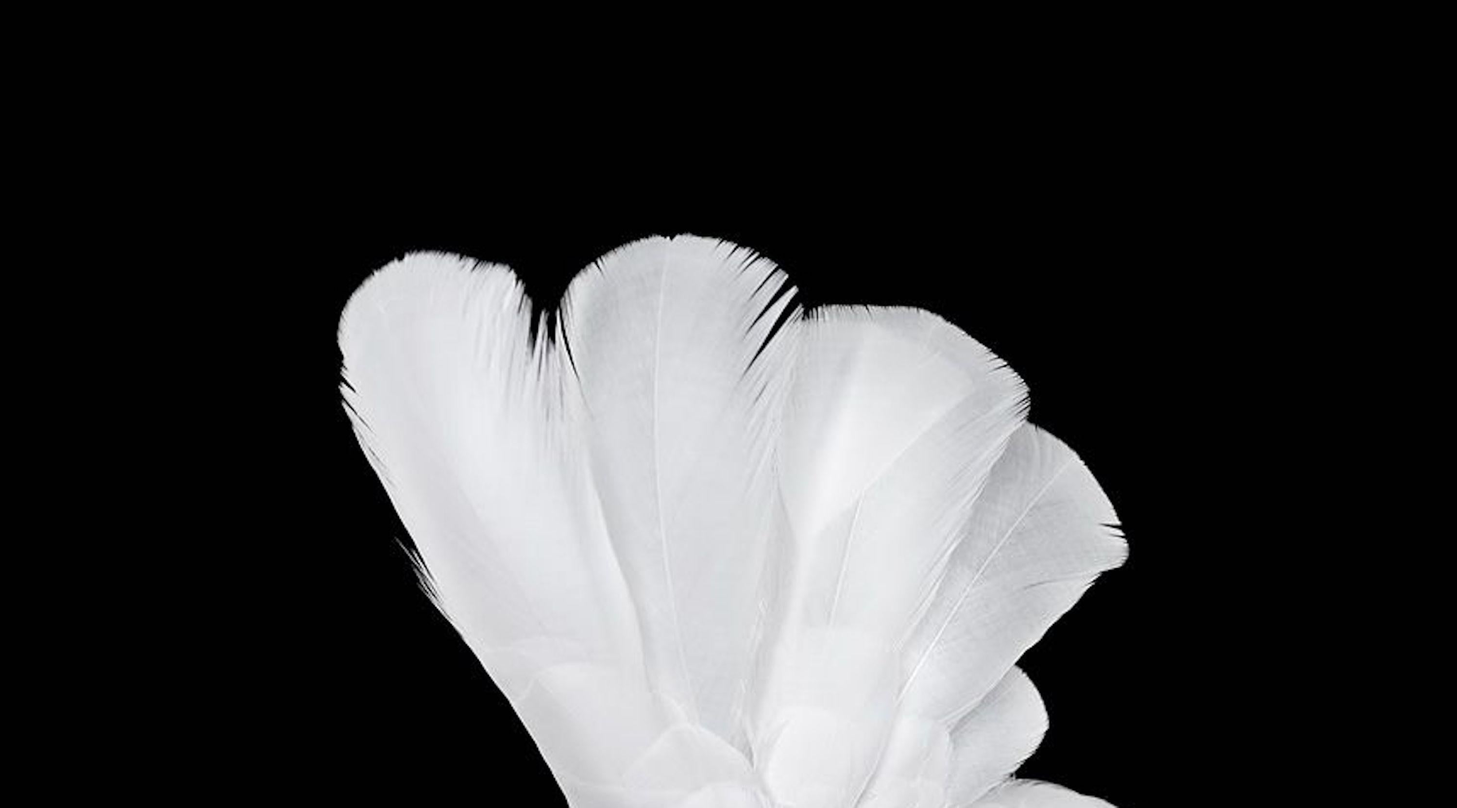 White Cockatoo #1 by Brad Wilson - Animal portrait photography, white bird For Sale 3