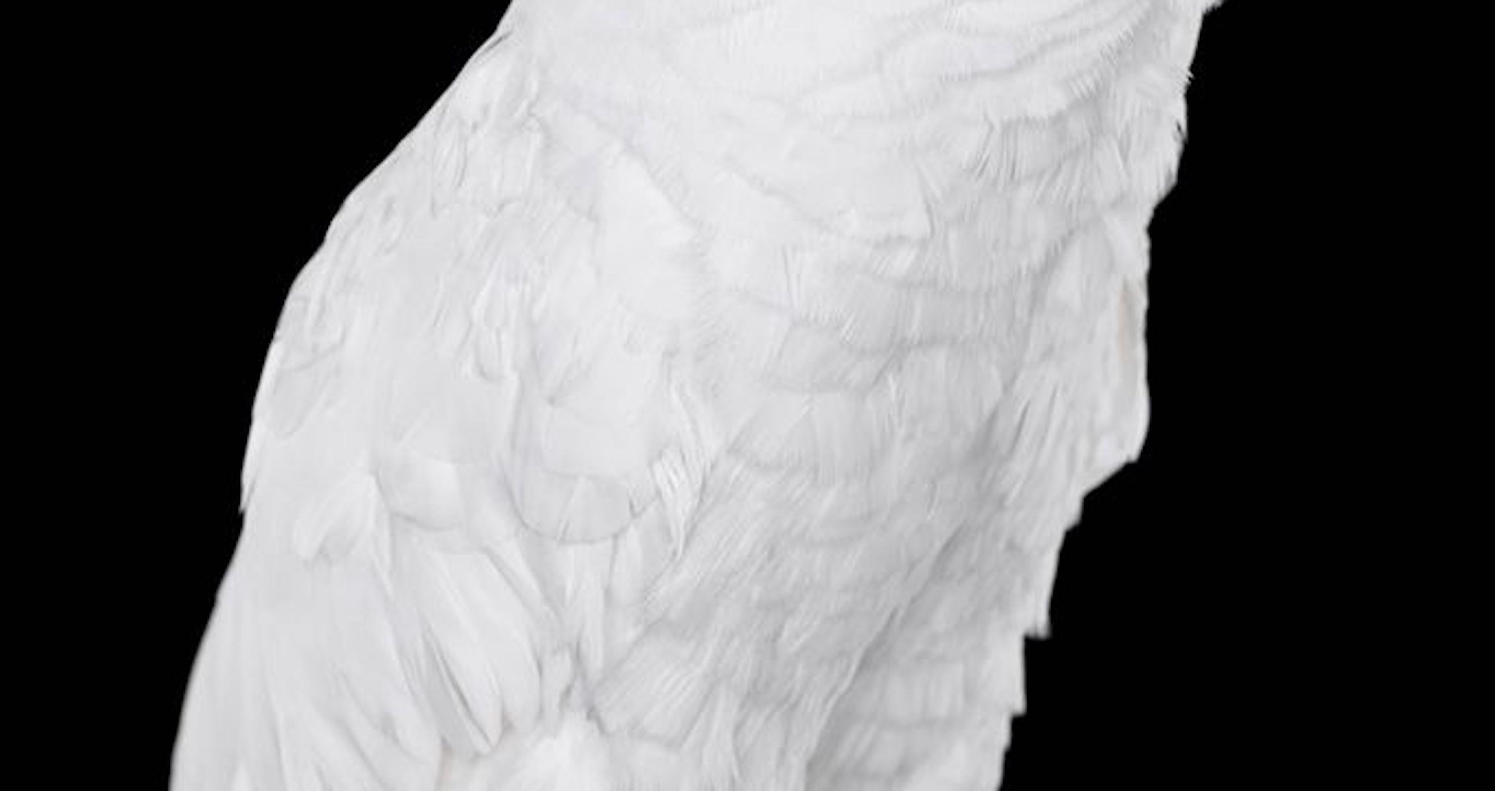 White Cockatoo #1 by Brad Wilson - Animal portrait photography, white bird For Sale 4