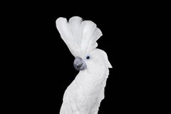 White Cockatoo #1 by Brad Wilson - Animal portrait photography, white bird