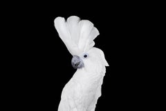 White Cockatoo #1 by Brad Wilson - Animal portrait photography, white bird