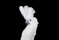 White Cockatoo #1, Albuquerque, NM, 2016