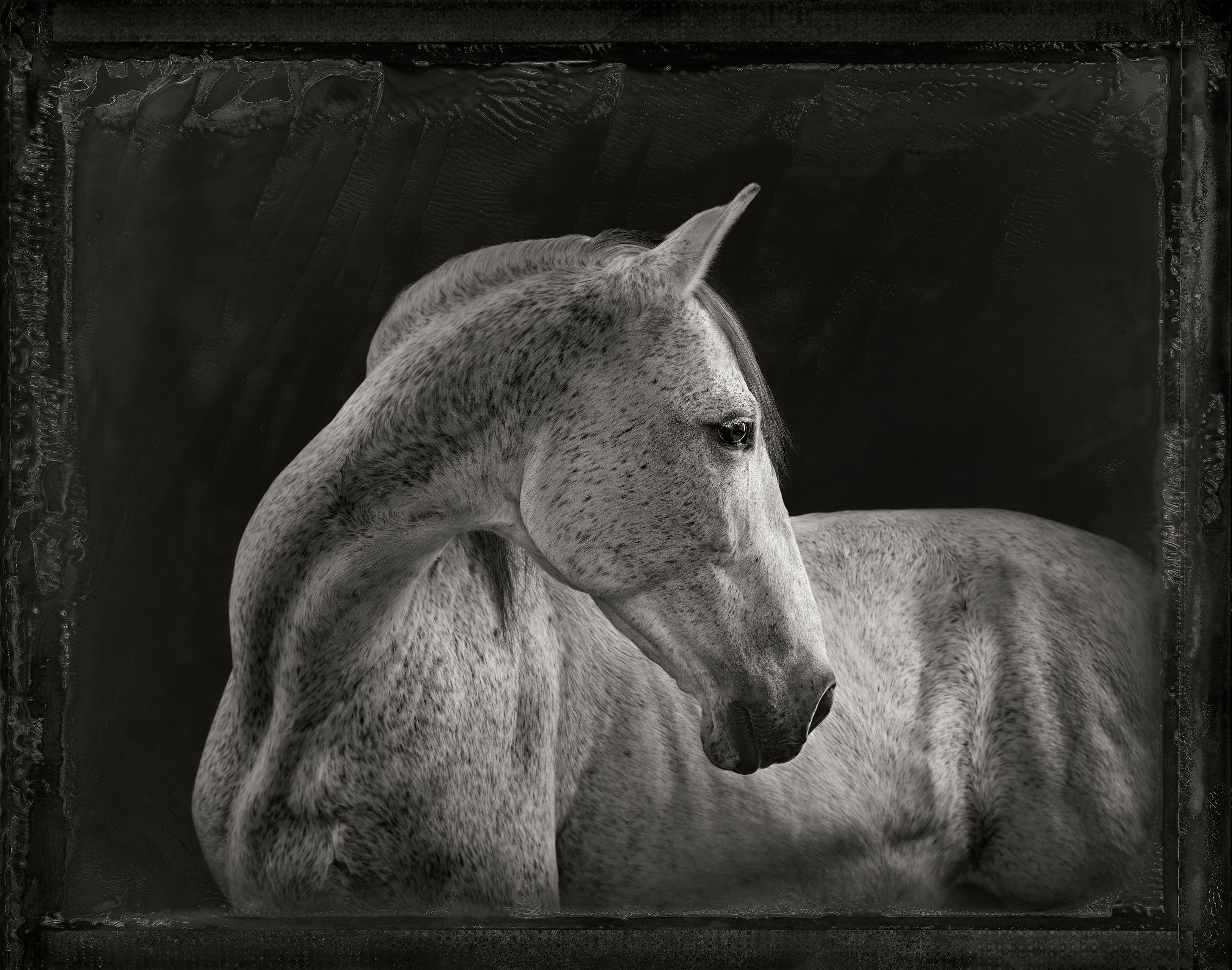 "White Horse" is a signed photograph

For millions of years, early humans evolved alongside all other wildlife in a completely analog world, sharing the same natural environments in very similar ways. Although our paths diverged markedly around