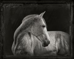 Weißes Pferd, Fotografie von Brad Wilson, limitierte Auflage, signiert und nummeriert 
