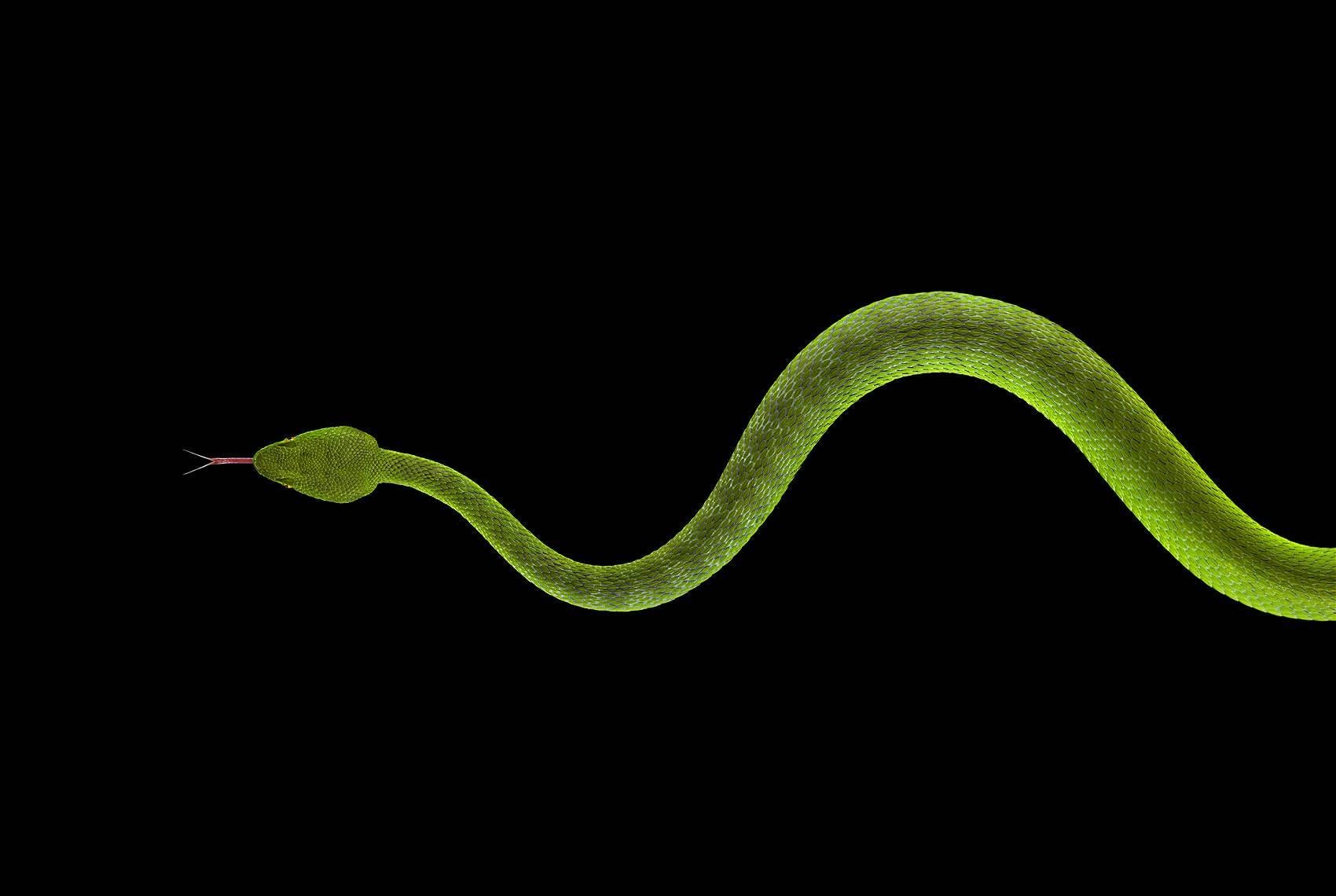 Portrait Photograph Brad Wilson - Viper n°3 - Photographie de portrait d'animal, serpent vert au fond