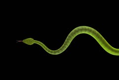 White Lipped Tree Viper #3 - Animal portrait photography, green snake