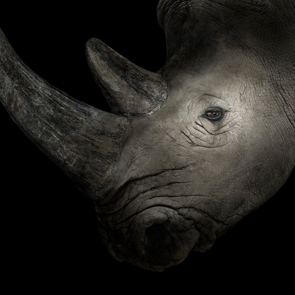 Brad Wilson Color Photograph - White Rhinoceros #4, Albuquerque, NM, 2013