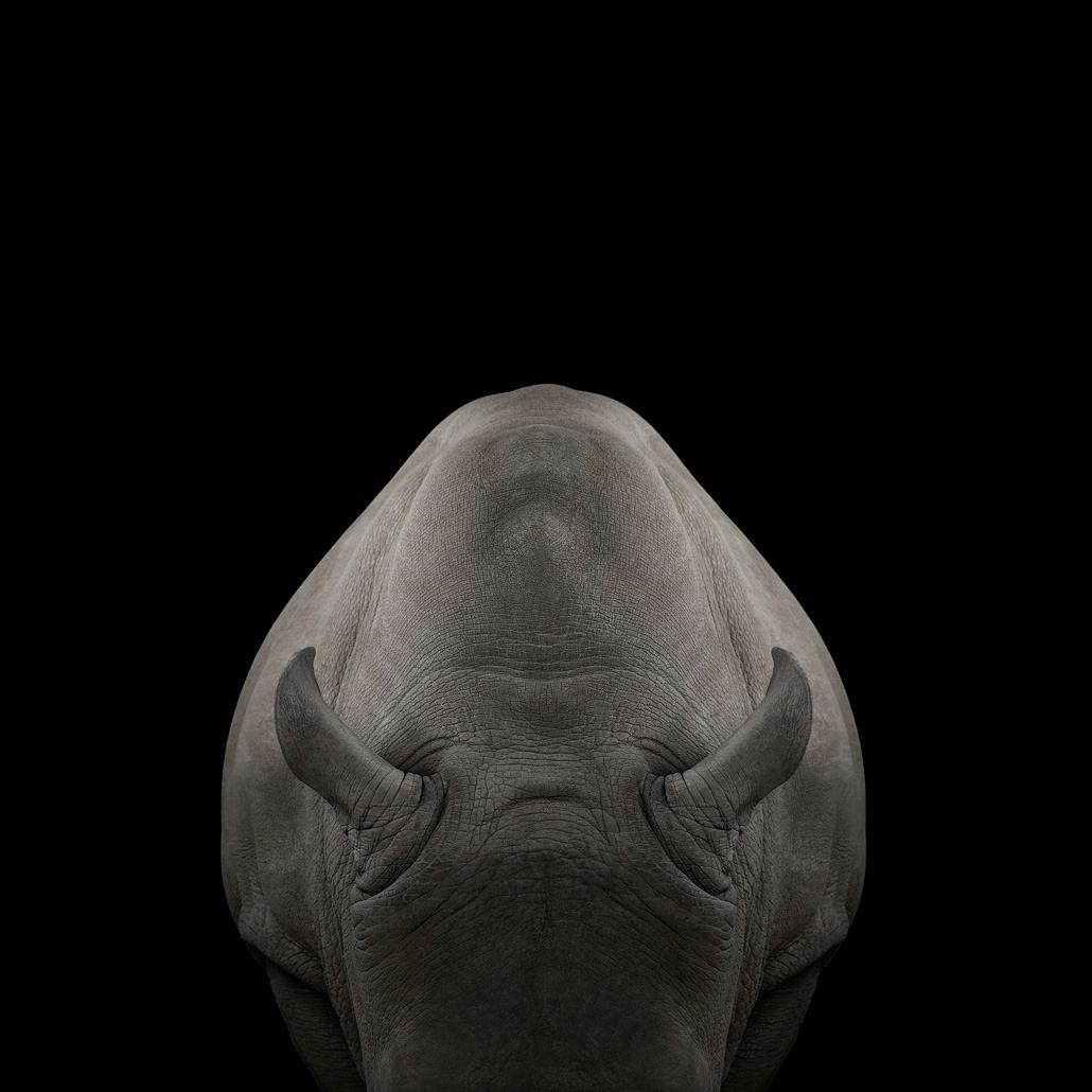 Brad Wilson Color Photograph - White Rhinoceros #5, Albuquerque, NM, 2013