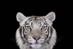 White Tiger #4 by Brad Wilson - Animal portrait photography, wild cat