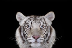 White Tiger #4 di Brad Wilson - Ritratto fotografico di animali, gatto selvatico