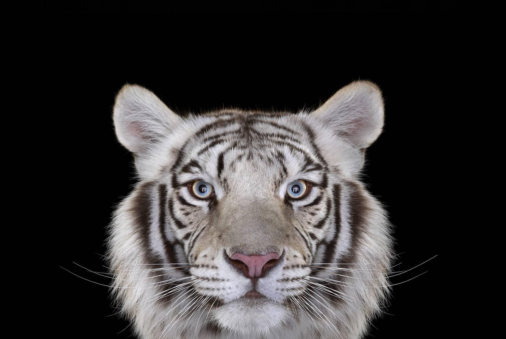 Brad Wilson Portrait Photograph - White Tiger #4, Los Angeles, CA, 2010 (Large print)