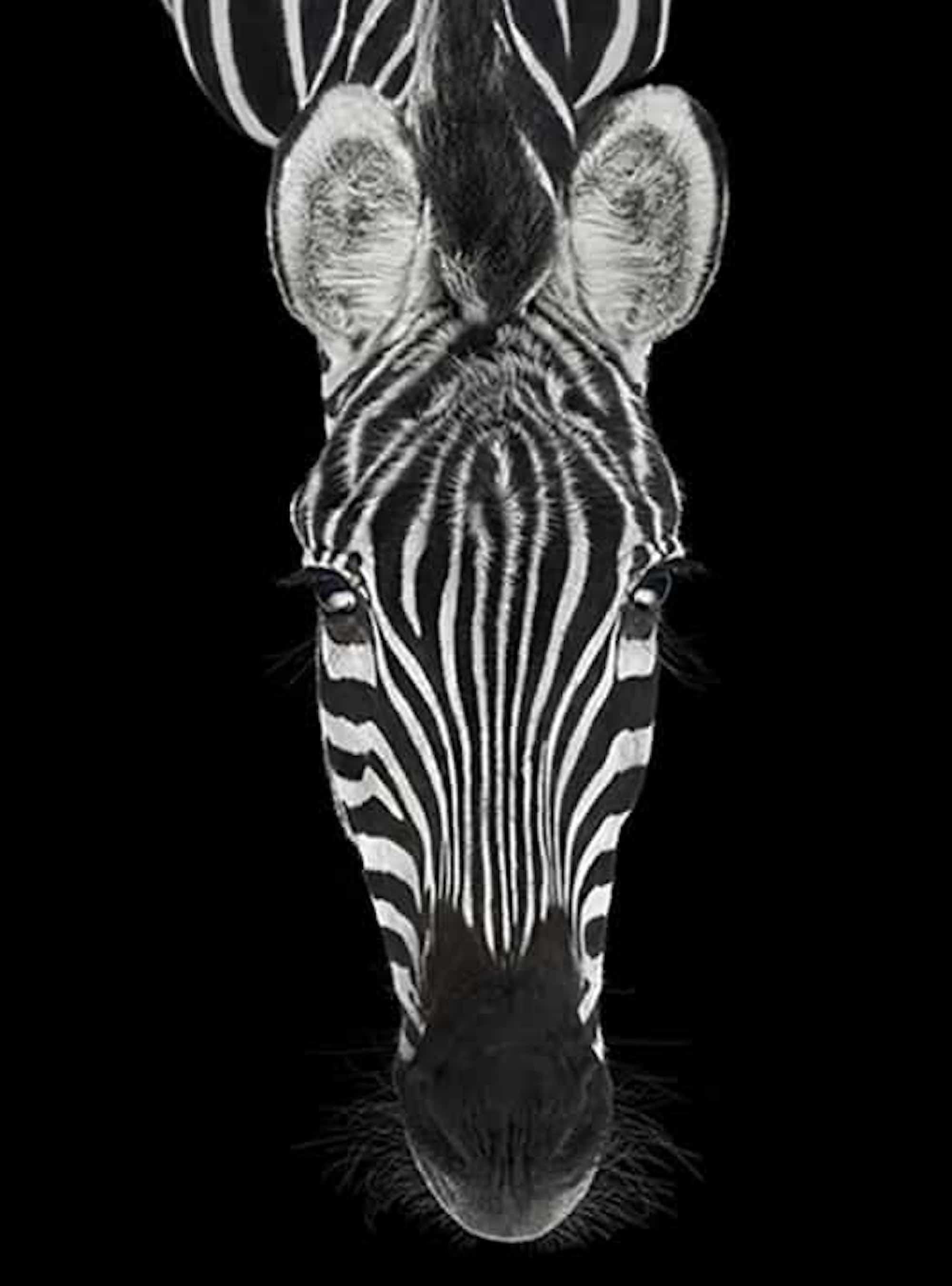 Zebra #3 by Brad Wilson - Animal portrait photography For Sale 2